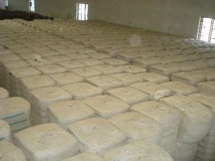 印度皮棉V797 全球農副產品市場的重要品種