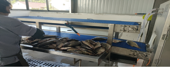 池州貴池涓橋鎮 加快農業轉型升級，以特色農副產品助力鄉村產業振興