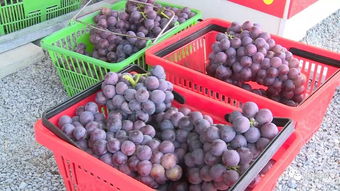 加強日常監管與抽樣檢查，筑牢農副產品供給安全防線